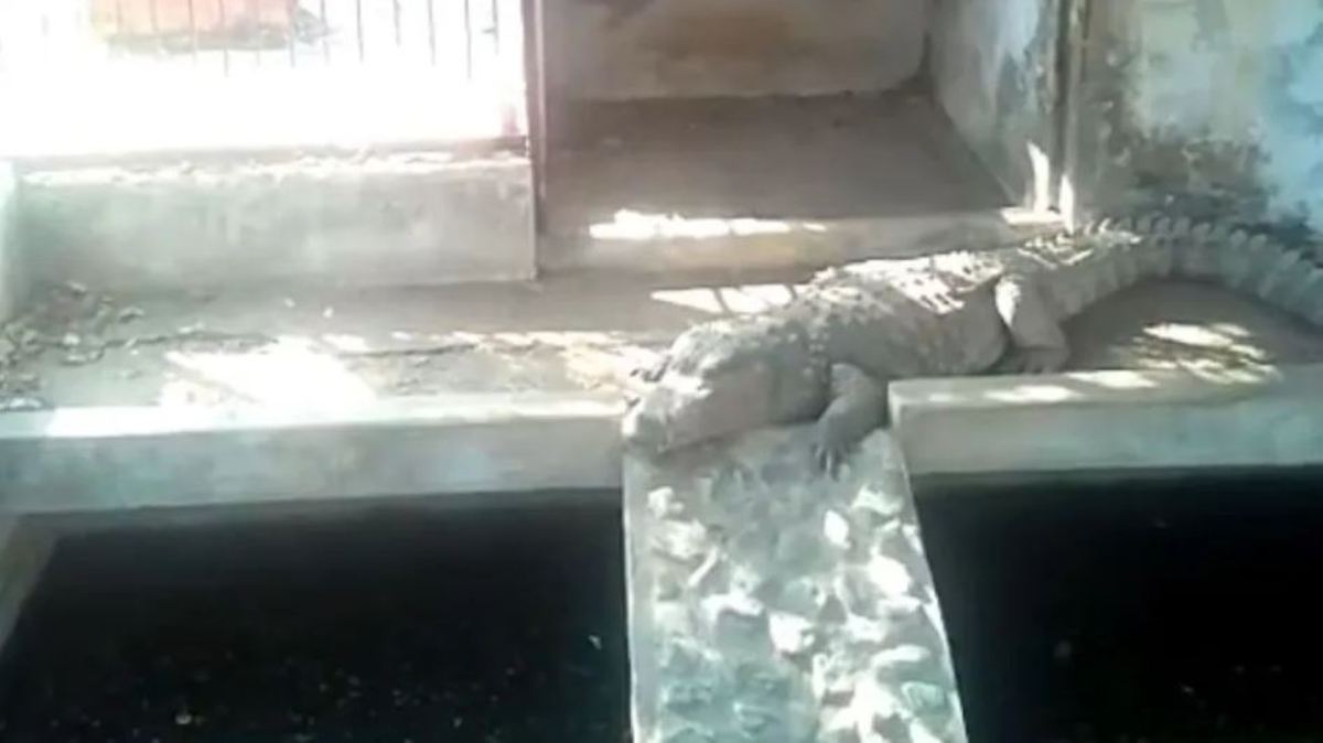 Four crocodiles found in house during income tax raid, forest department rescued
