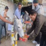 Donkeys eat Gulab Jamun in Jodhpur after AAP's defeat in Delhi