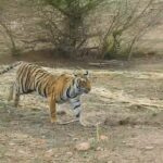 The roar of tigers will increase in Ramgarh Vishdhari Tiger Reserve: Ranthambore's young tigress RVT-5 shifted