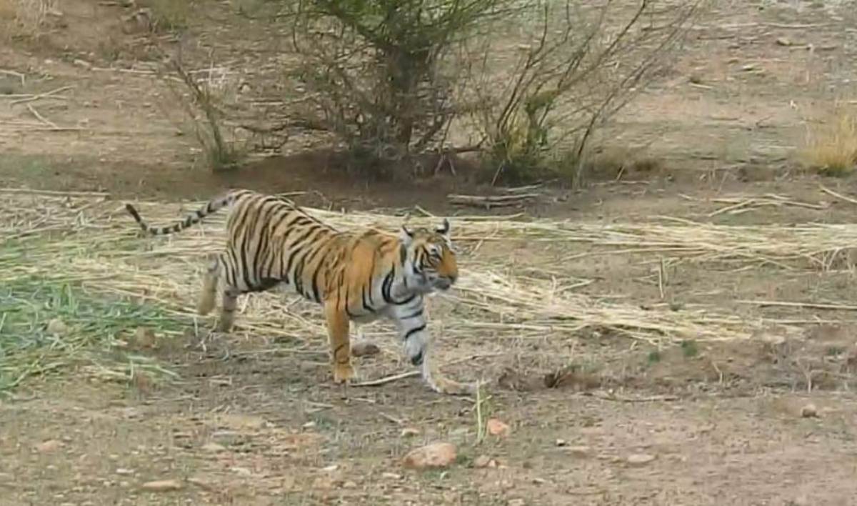 The roar of tigers will increase in Ramgarh Vishdhari Tiger Reserve: Ranthambore's young tigress RVT-5 shifted