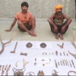 Monster lizard's private part smuggling busted in Kota, two smugglers arrested
