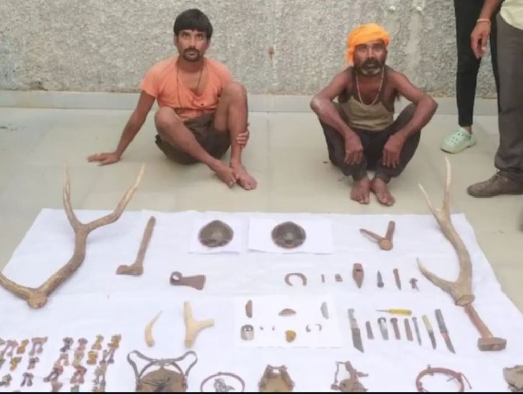 Monster lizard's private part smuggling busted in Kota, two smugglers arrested