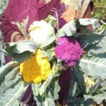 किसान ने धान छोड़ के उगाई रंग बिरंगी सब्जी, कमाता है लाखो