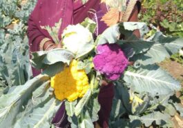 किसान ने धान छोड़ के उगाई रंग बिरंगी सब्जी, कमाता है लाखो