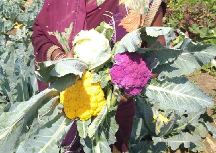 किसान ने धान छोड़ के उगाई रंग बिरंगी सब्जी, कमाता है लाखो