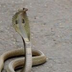 नाग पंचमी पर नाग की मौत, बदला लेने आई नागिन, गाँव में मचा हड़कम्प
