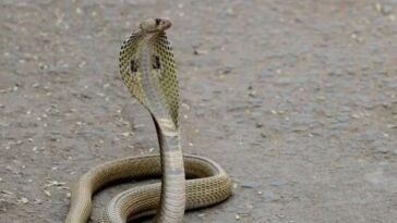 नाग पंचमी पर नाग की मौत, बदला लेने आई नागिन, गाँव में मचा हड़कम्प